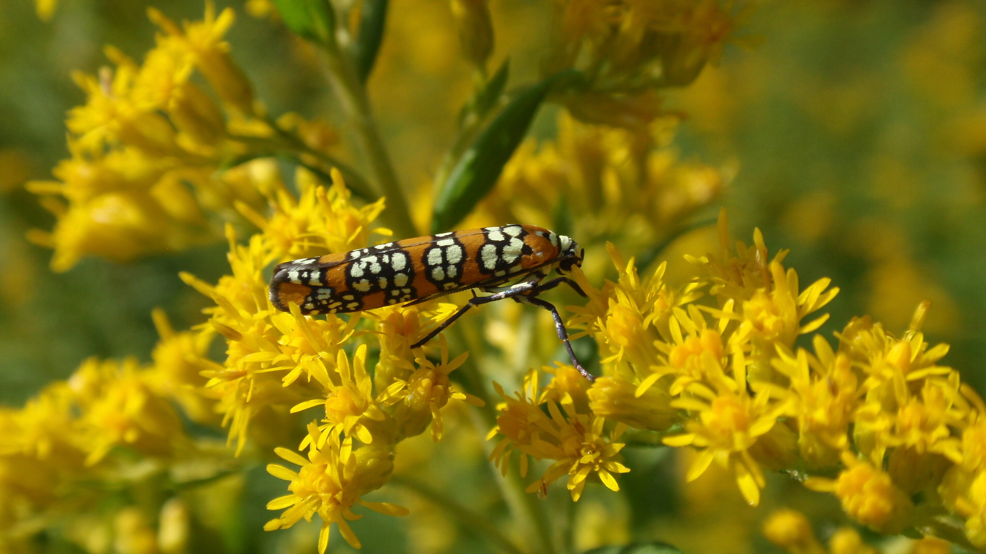 An ailanthus webworm adult.